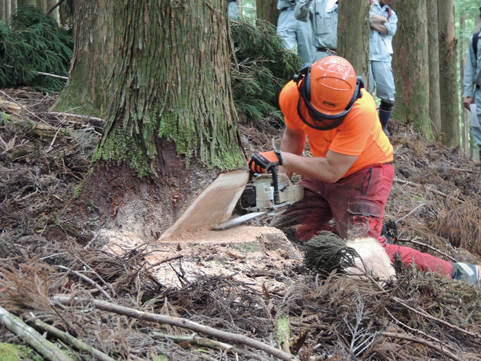 スイスの安全防護装備（防音イヤーマフ、蛍光色の作業着、チェーンソー防護衣等）を着用した実習生の伐採作業の様子