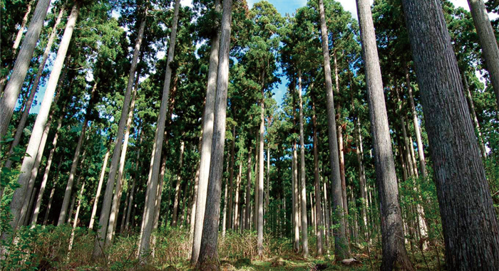西粟倉村内の林齢100年を超える人工林