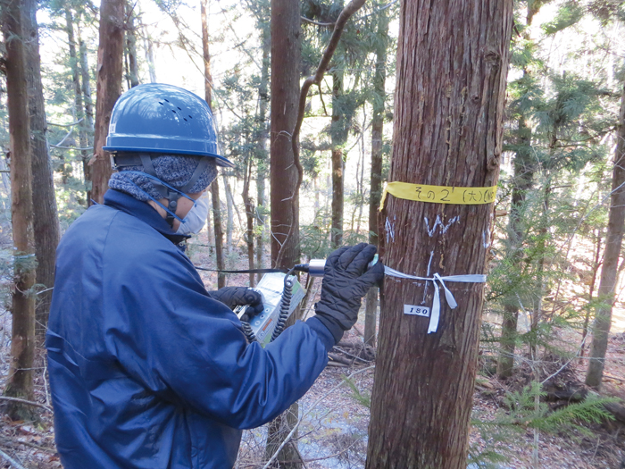 樹皮の放射性物質濃度測定（GM計数管式サーベイメータによる4方位表面計数率の測定：スギ）（田村市）