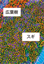 レーザによる林相関図