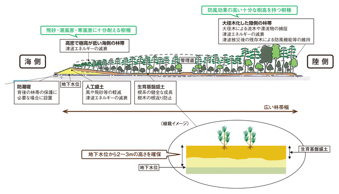 海岸防災林の造成イメージ