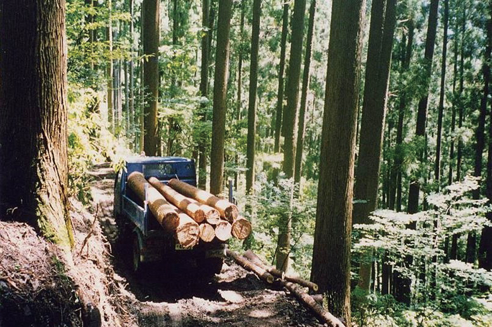 間伐を4回実施した70年生の森林