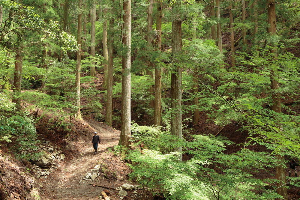 間伐を6回実施した100年生超の森林