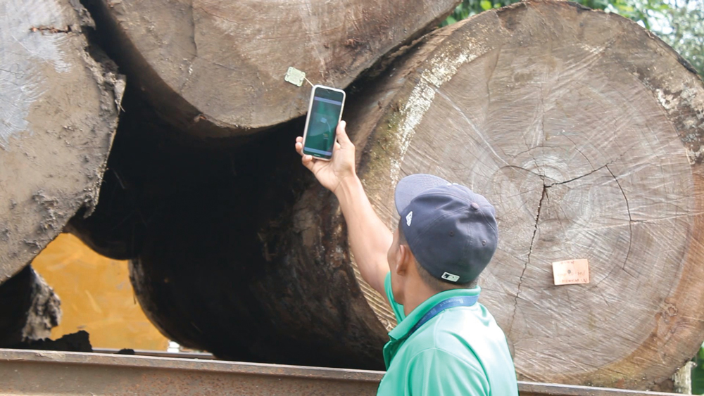 環境省職員がチェックポイントにて輸送中の木材のチップを確認。（A.Castillo氏（パナマ環境省）撮影）