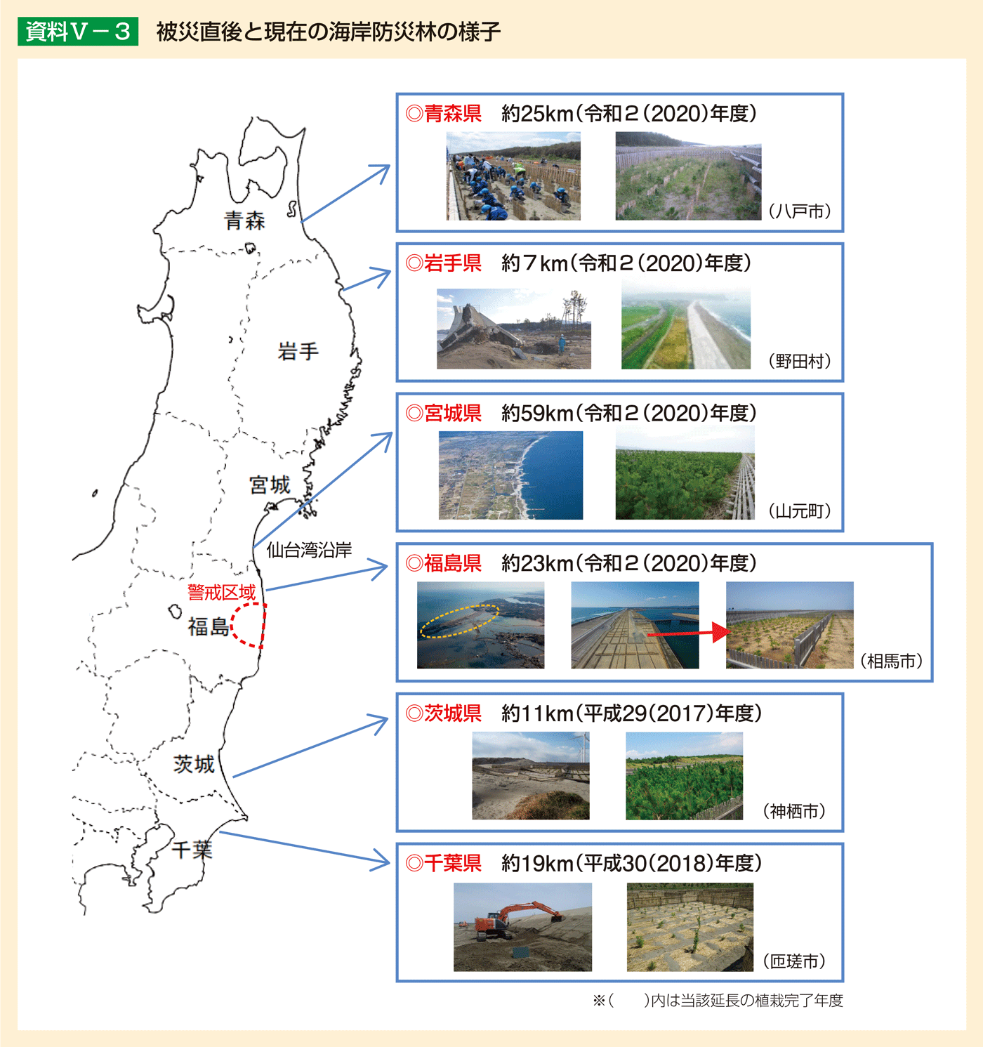 資料5-3 被災直後と現在の海岸防災林の様子