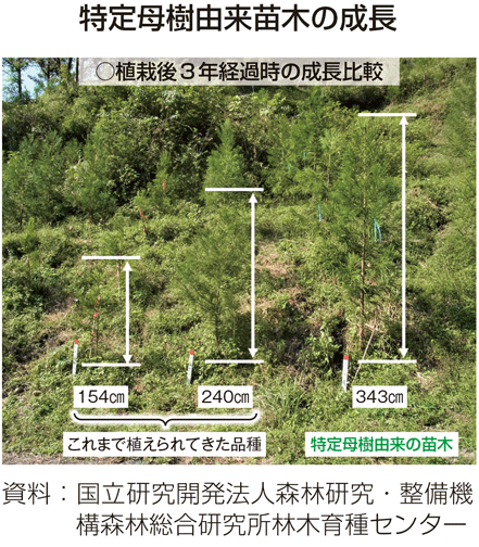 特定母樹由来苗木の成長