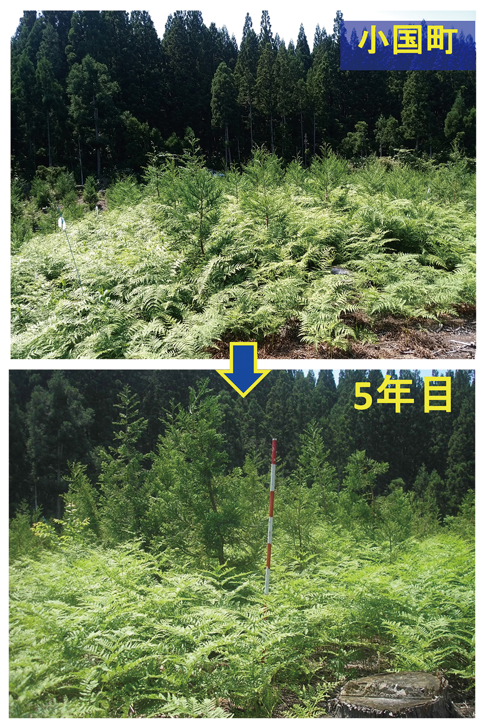 写真：植栽年と5年後のワラビ導入林分の状況