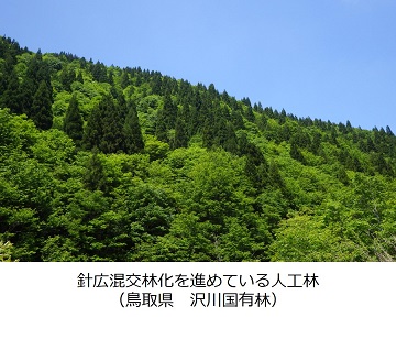 沢川国有林