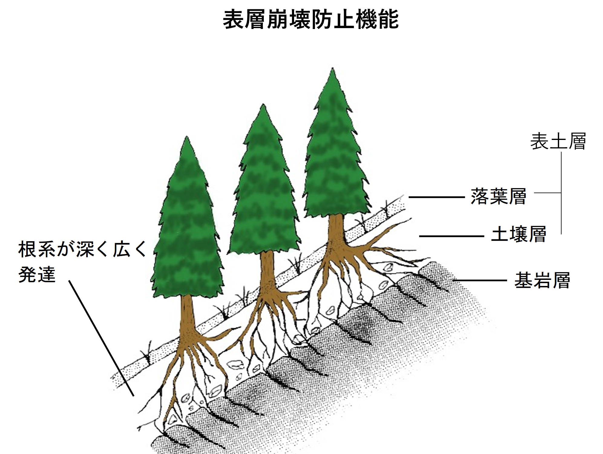 表層崩壊防止機能