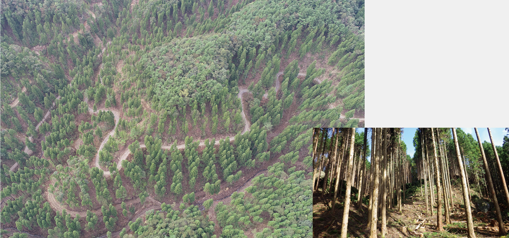 上空から見た列状間伐後の様子（林野庁職員によるドローン撮影）と斜面下側から見た列状間伐後の様子（右下）