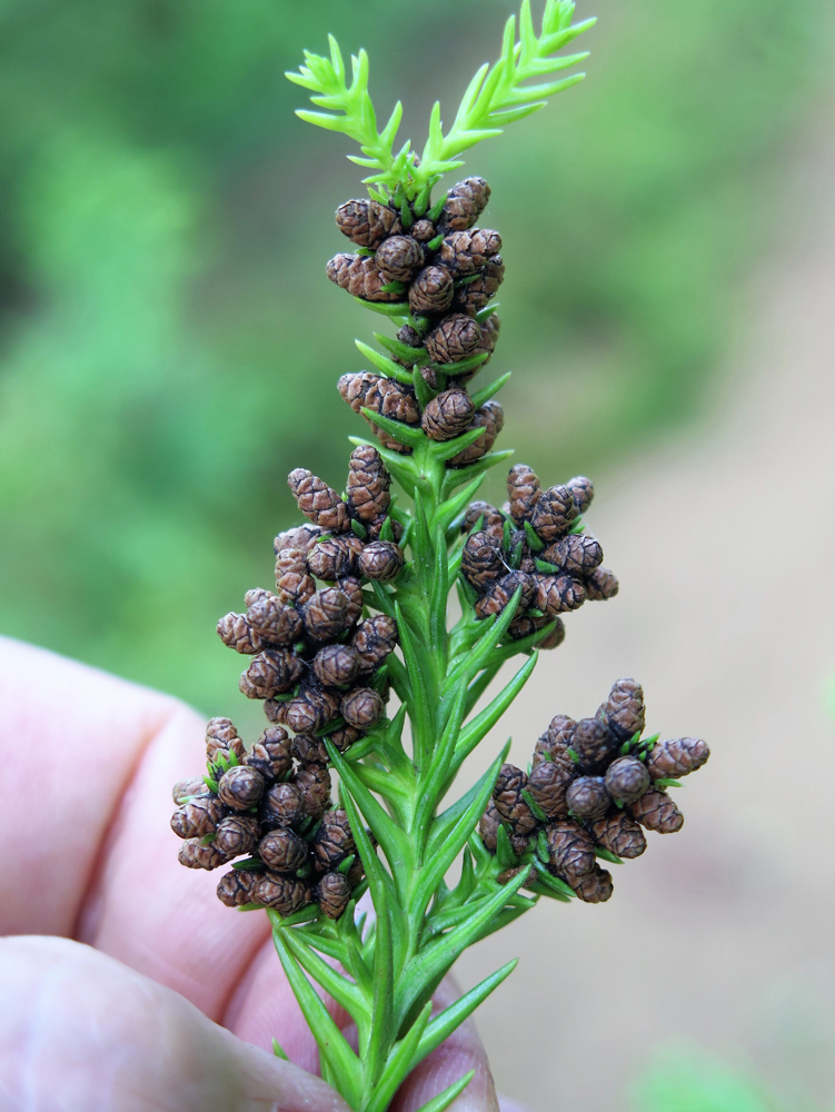 杉の花粉 様 専用④ 花粉症 タイプを知ってピッタリのお薬を | サワイ健康推進課