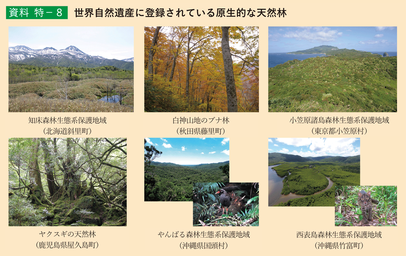 資料 特-8 世界自然遺産に登録されている原生的な天然林