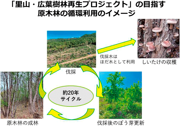 「里山・広葉樹林再生プロジェクト」の目指す原木林の循環利用のイメージ