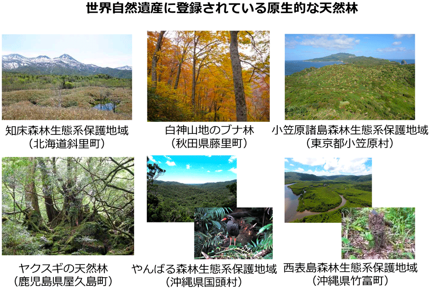 世界自然遺産に登録されている原生的な天然林
