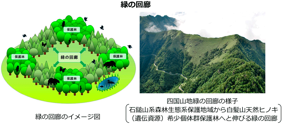 緑の回廊