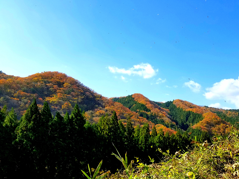交互に並ぶ針葉樹人工林と広葉樹天然林(福島県いわき市)