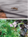 管理地内に生息する動植物/(ニホンリス(上)・サクラソウ(下))