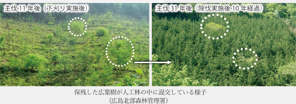 保残した広葉樹が人工林の中に混交している様子(広島北部森林管理署)