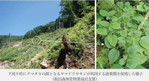 下刈り時にクマタカの餌となるヤマドリやキジが利用する液果類を保残した様子(秋田森林管理署湯沢支署)
