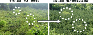 保残した広葉樹が、人工林の中に混交している様子(広島北部森林管理署)