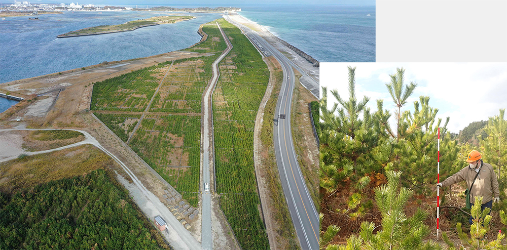 被災した海岸林の復旧状況と植栽木の成長状況(2025年現在(右))(福島県相馬市)