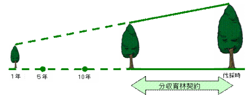 分収育林のイメージ