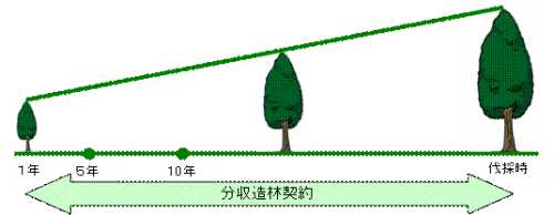 分収造林のイメージ