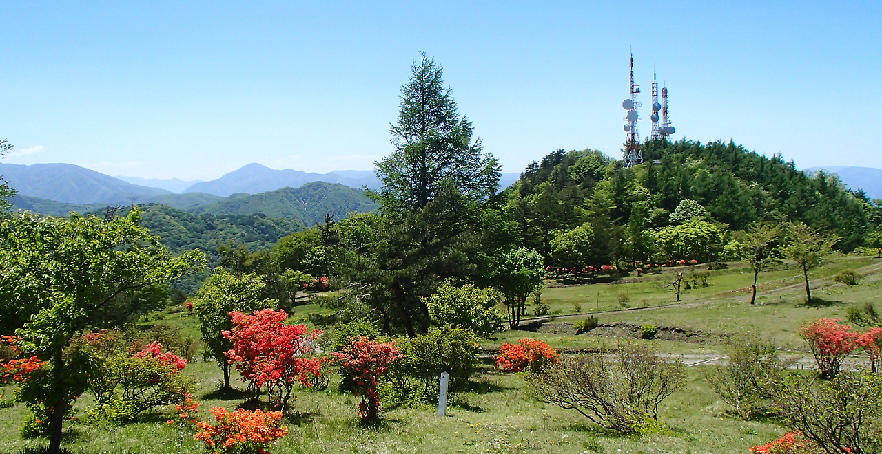 背炙り山のツツジ