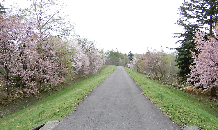 外国樹種見本林の桜並木