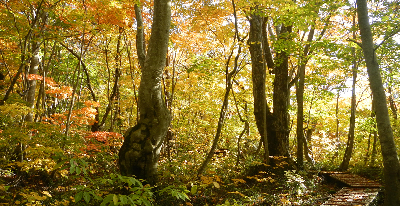 紅葉時期の遊歩道を歩く