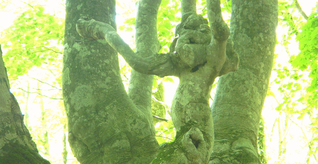 あがりこ大王の猿に見える枝