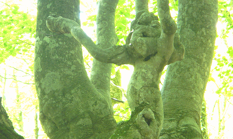 あがりこ大王の猿に見える枝