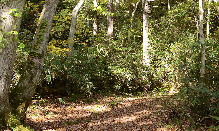 秋の森林公園