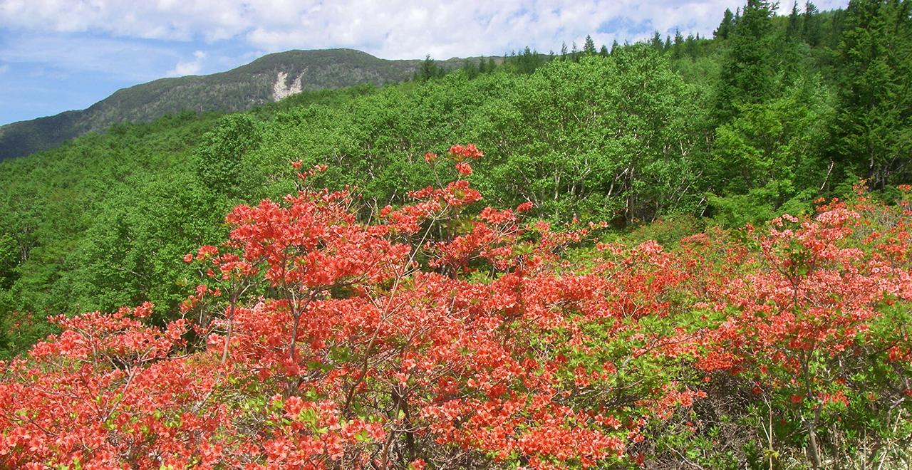 五葉山のヤマツツジ