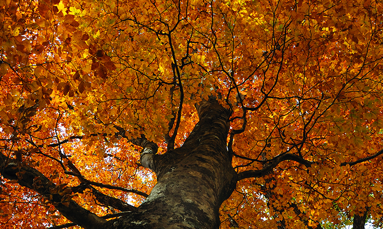 ブナの紅葉