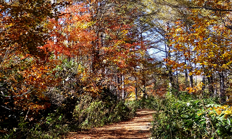 秋の登山道