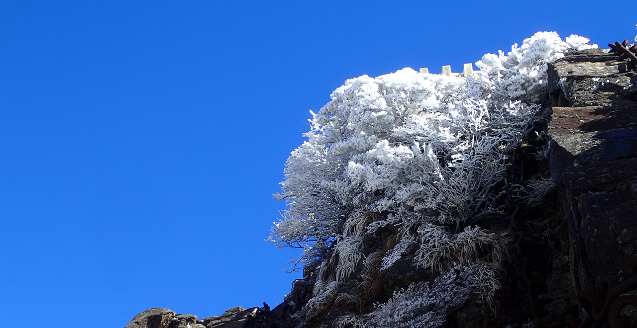 山頂付近の樹氷