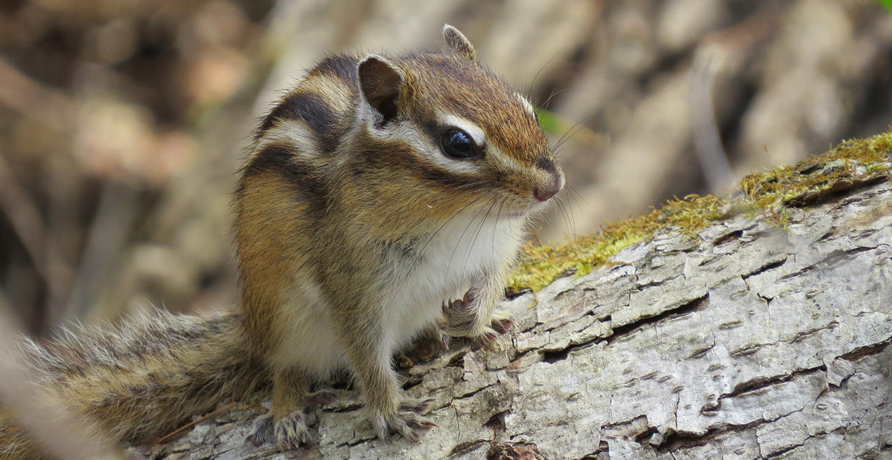 エゾシマリス