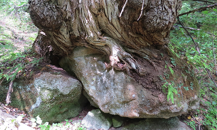 岩を抱くカツラの根