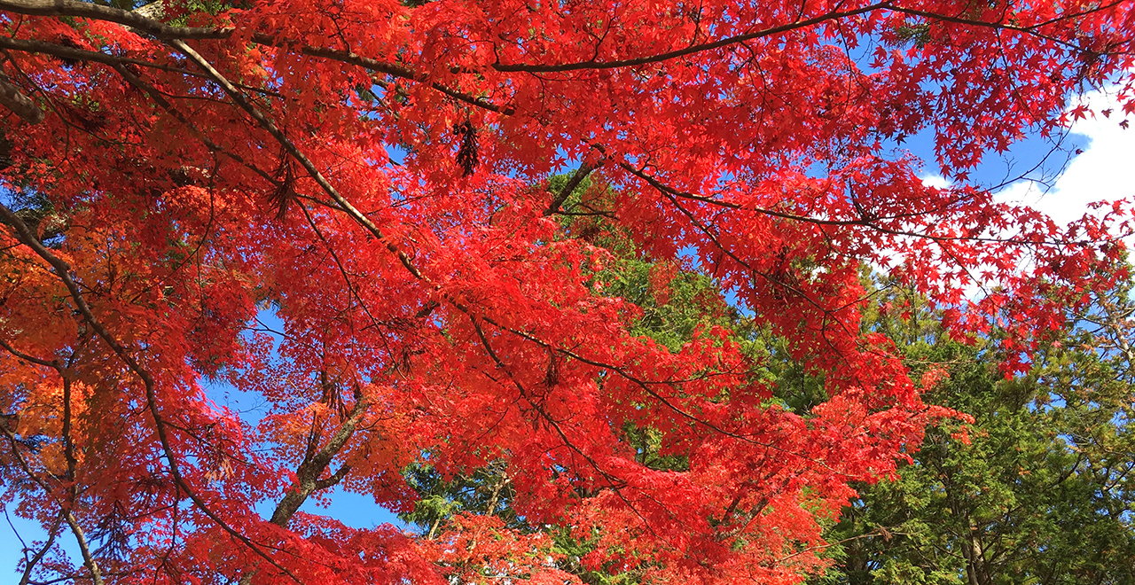 高野山の紅葉最盛期