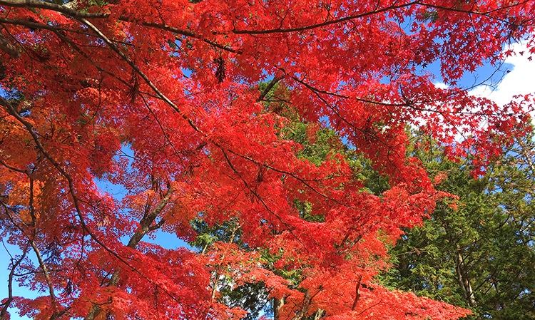 高野山の紅葉最盛期