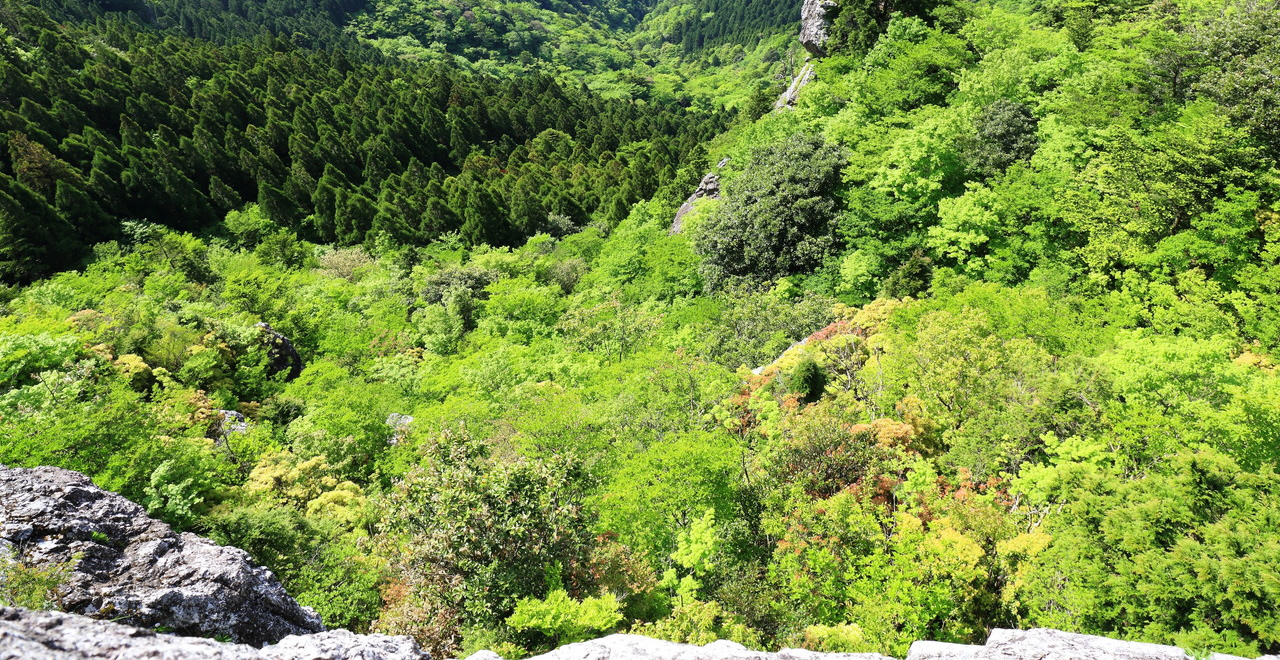 ヒノキ屏風岩から眼下に広がる新緑