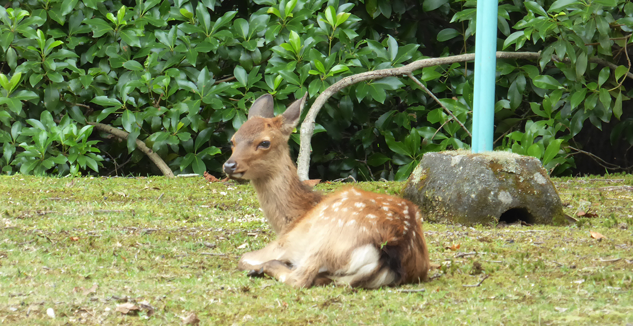 宮島の二ホンジカ