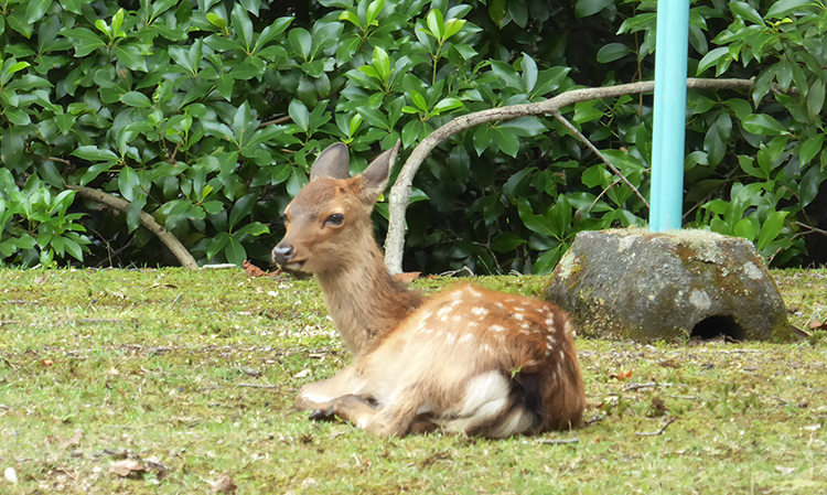 宮島の二ホンジカ