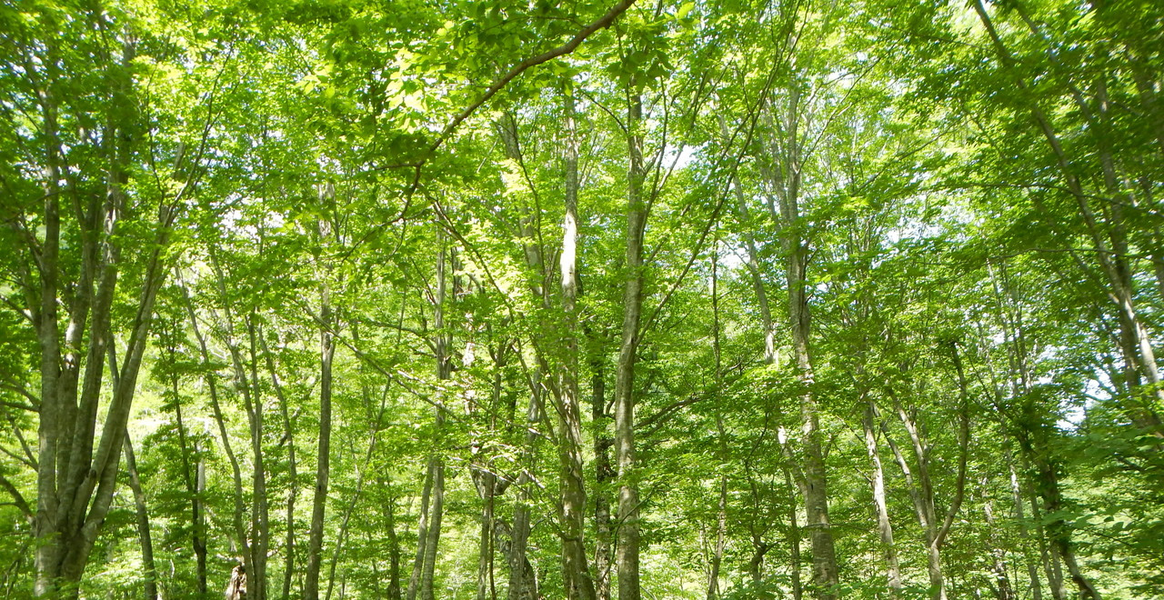 森林セラピー基地ブナの森