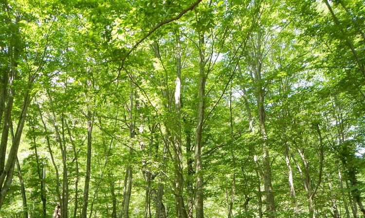 森林セラピー基地ブナの森