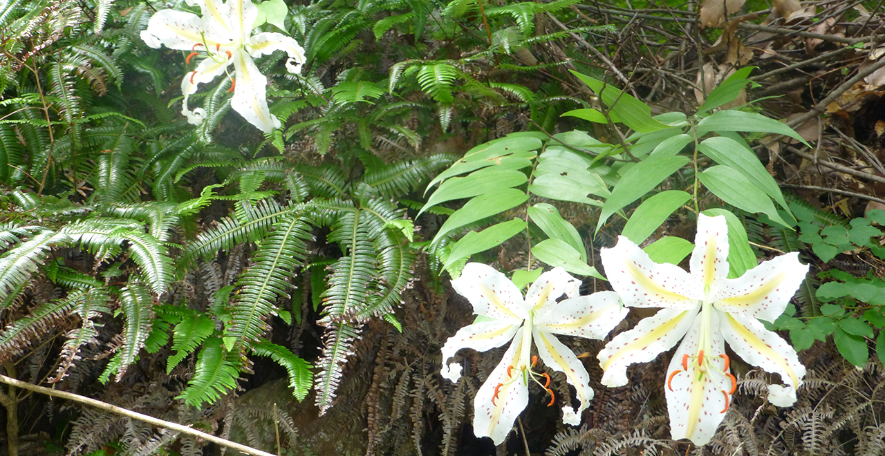 富幕山に咲くヤマユリ