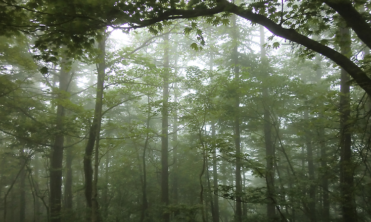霧に包まれた森