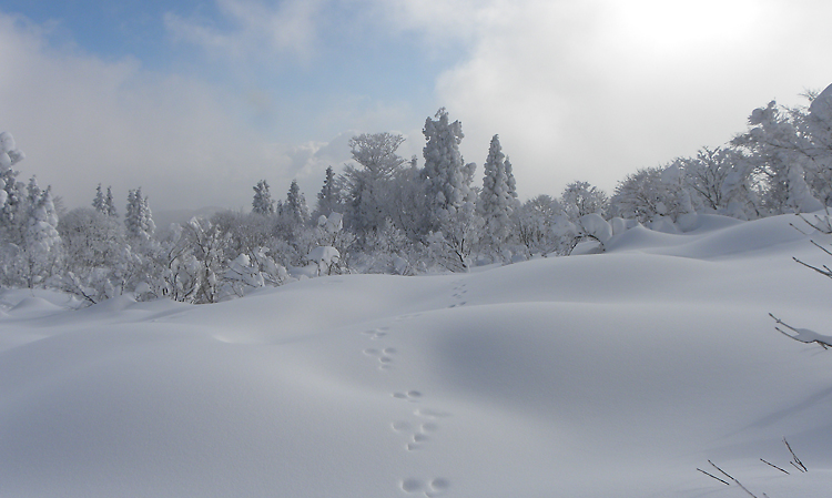 雪景色