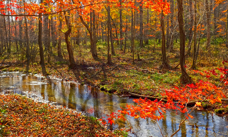 Fall colors of Lake Poroto